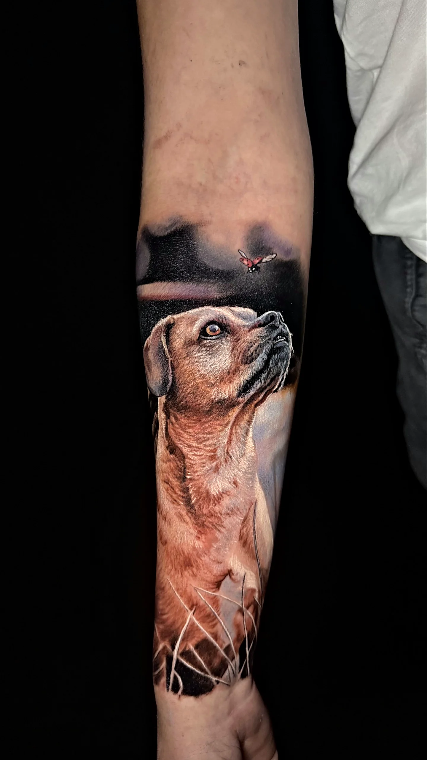 Realistisches Hundeportrait Tattoo am Unterarm, gestochen von Alessandro bei EB Tattoo St. Gallen